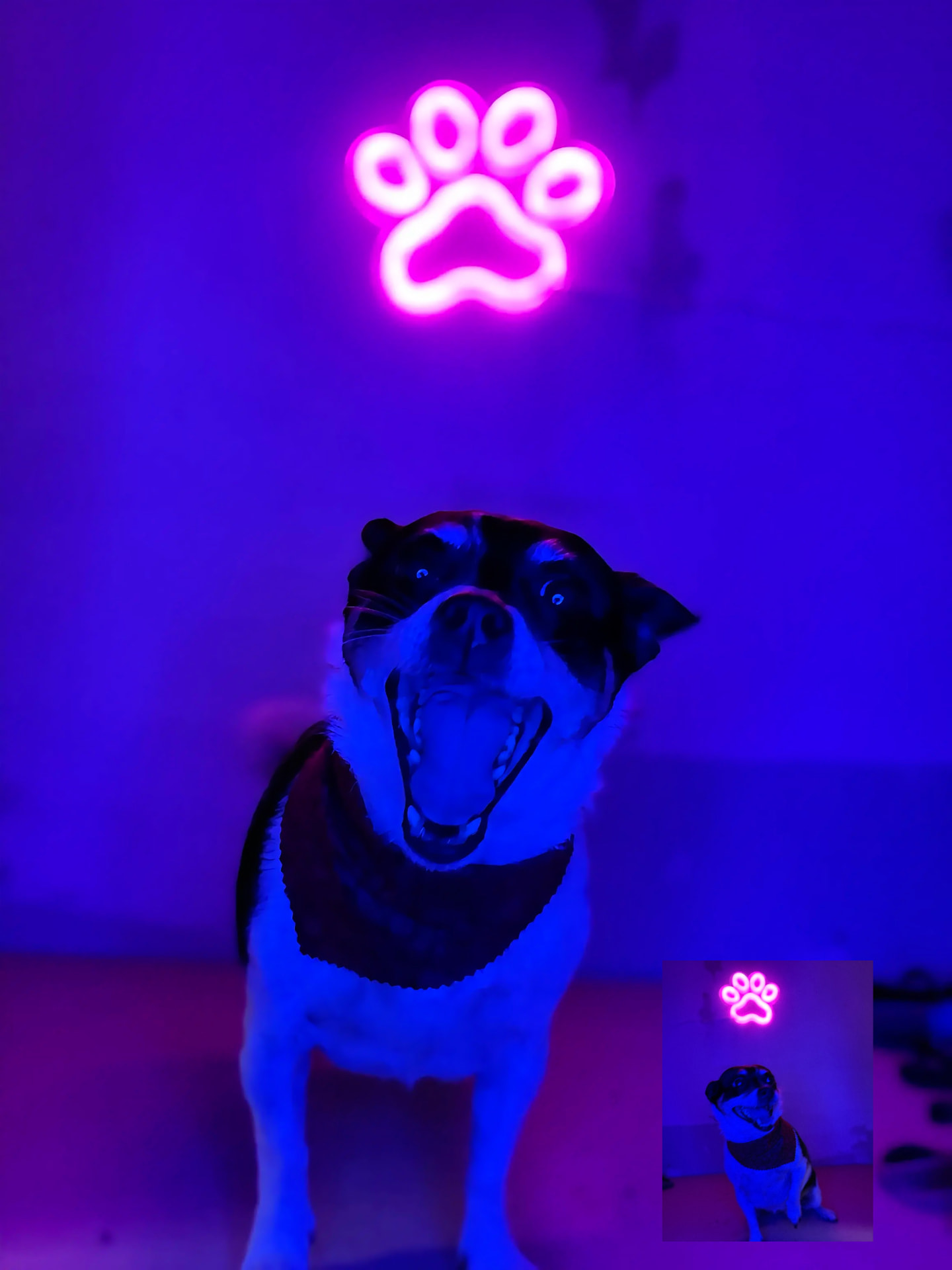 Happy dog in a bandana under the glowing pink paw sign at Lovely Pet Spa